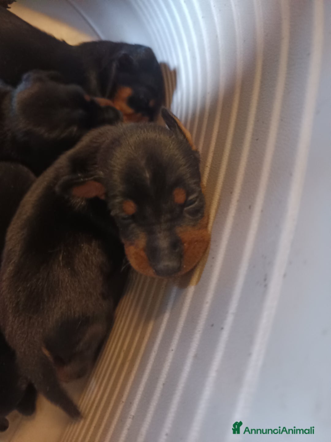 Pinscher Miniatura cani in vendita: Pinscher nani nero focato  a Città Metropolitana di Firenze - Immagine 2