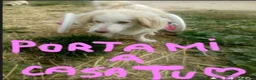 Meticcio cani in regalo: Lula 5anni kg9 PARALIZZATA MA AUTONOMA.PESARO - Annuncio 2