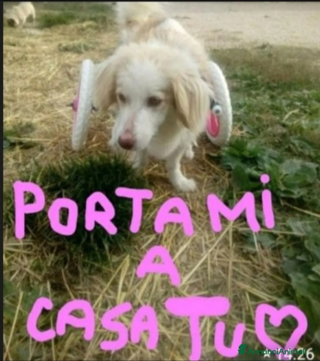 Meticcio cani in regalo: Lula 5anni kg9 PARALIZZATA MA AUTONOMA.PESARO - Annuncio 2