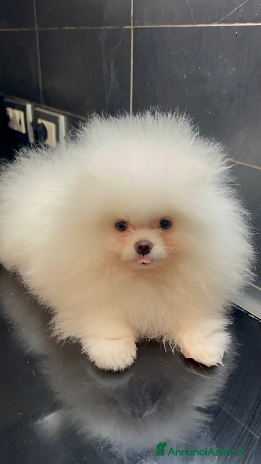 Spitz cani in vendita: Spitz Pomerania nano  - Annuncio 6