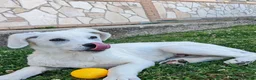 Meticcio cani in regalo: YOSHI 💙 un cucciolo tenero e tranquillo a Città Metropolitana di Bologna - Annuncio 3