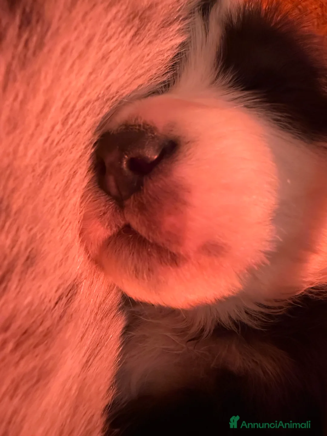 Australian Shepherd cani in vendita: Vendesi cuccioli di Australian shepherd - pedigree - Annuncio 7