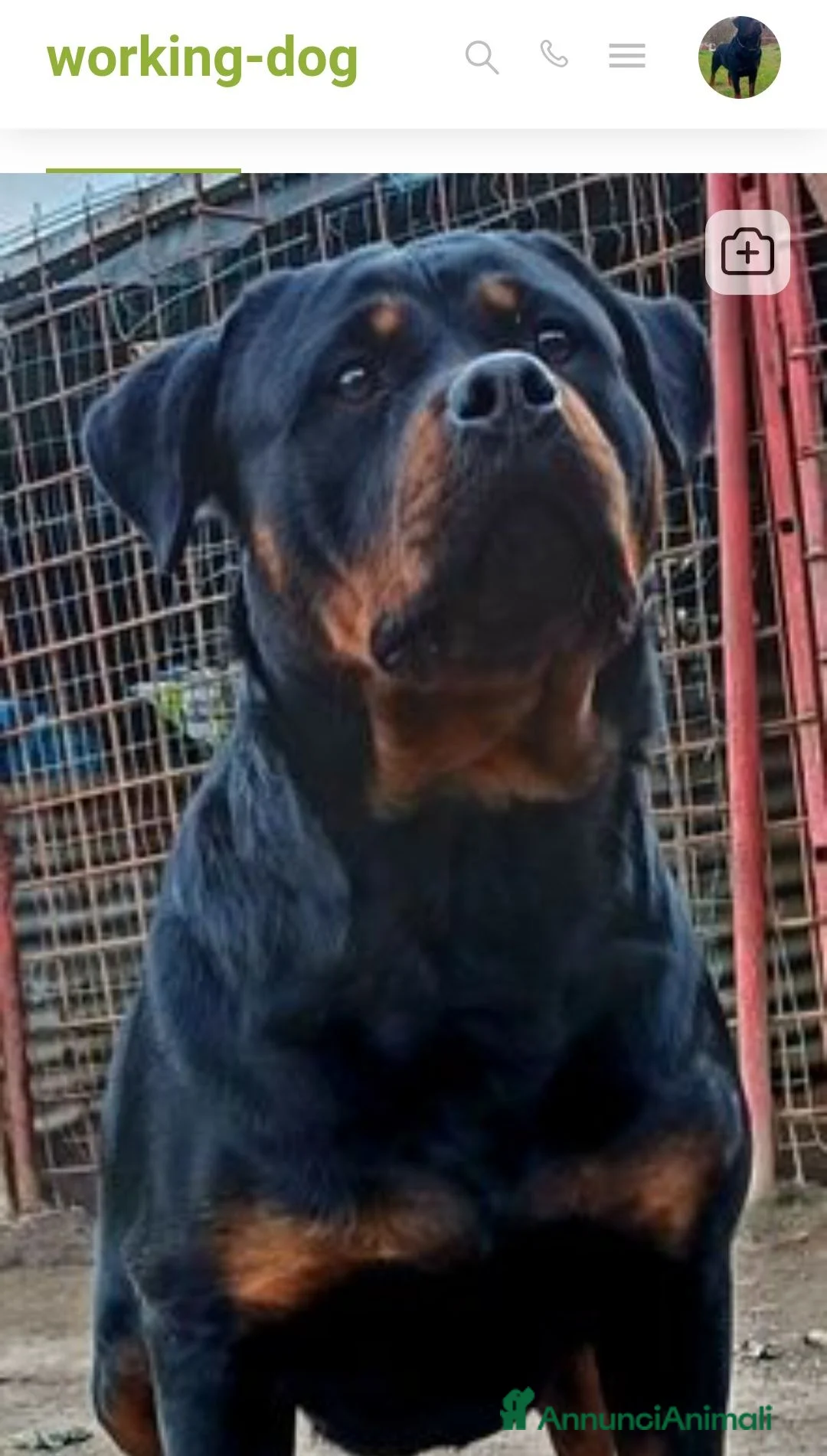 Rottweiler cani in vendita: Cuccioli rottweiler  - Annuncio 1