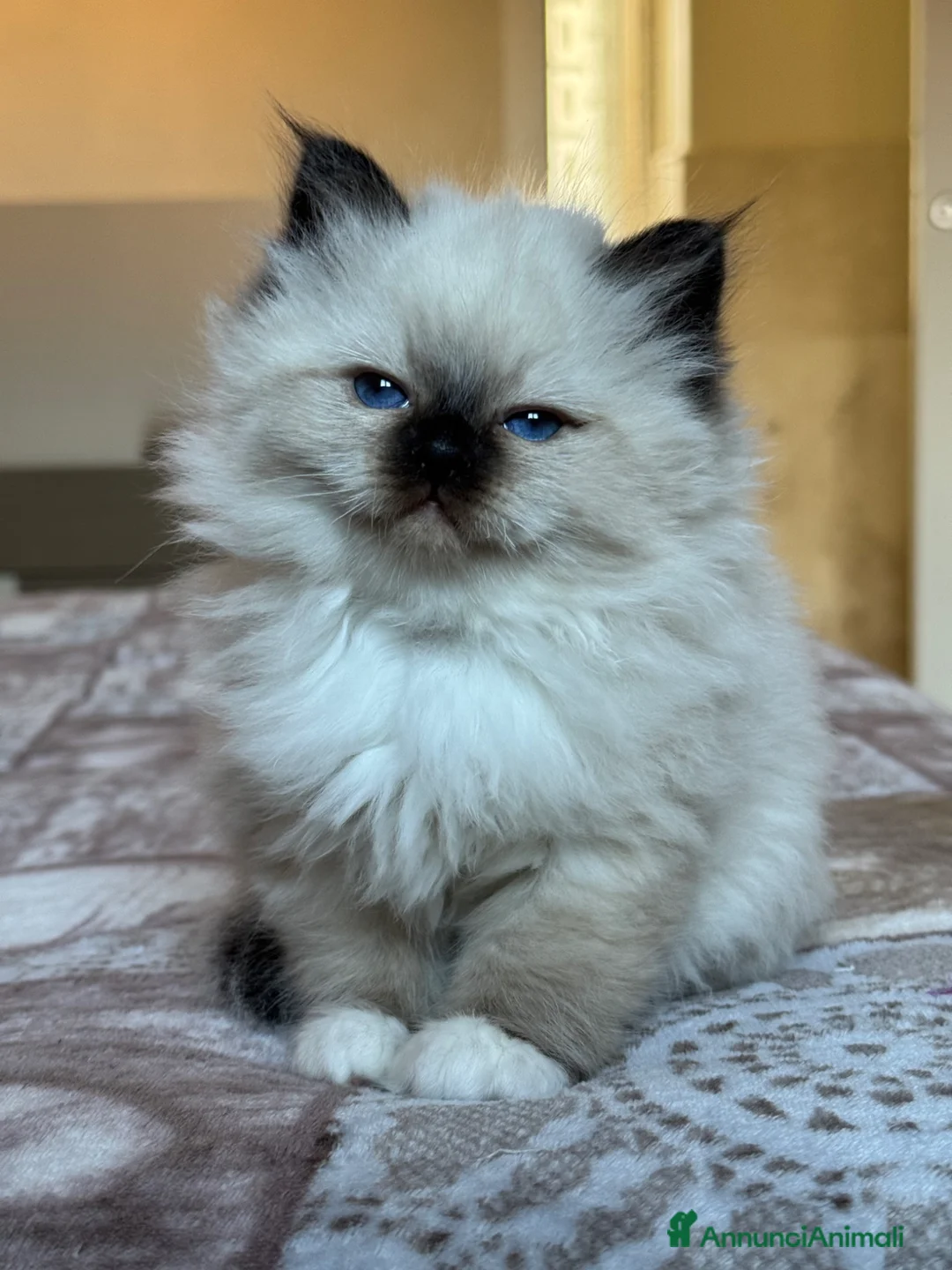 Sacro di Birmania gatti in vendita: Sacro di Birmania con pedigree disp. da maggio - Annuncio 2