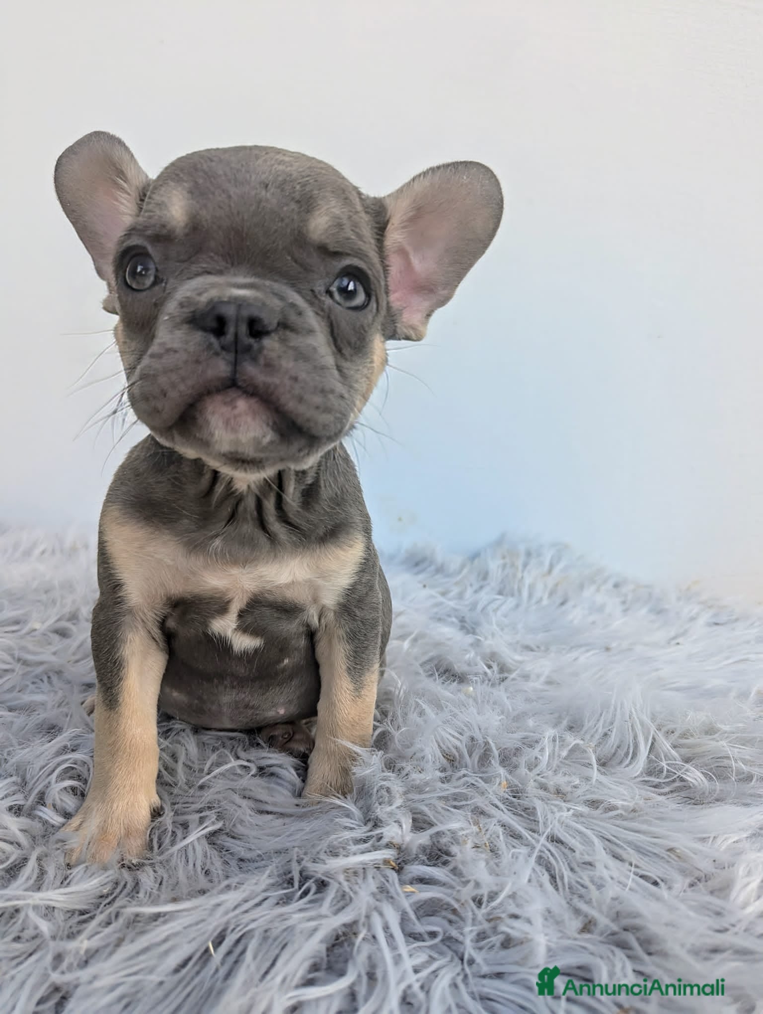 Bulldog Francese cani Bulldog francese cuccioli - Annuncio 22