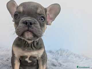 Bulldog Francese cani - Annuncio 35