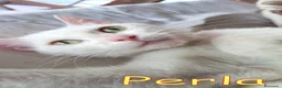 Altre razze gatti in regalo: PERLA GATTINA BIANCA DOLCISSIMA - Annuncio 1