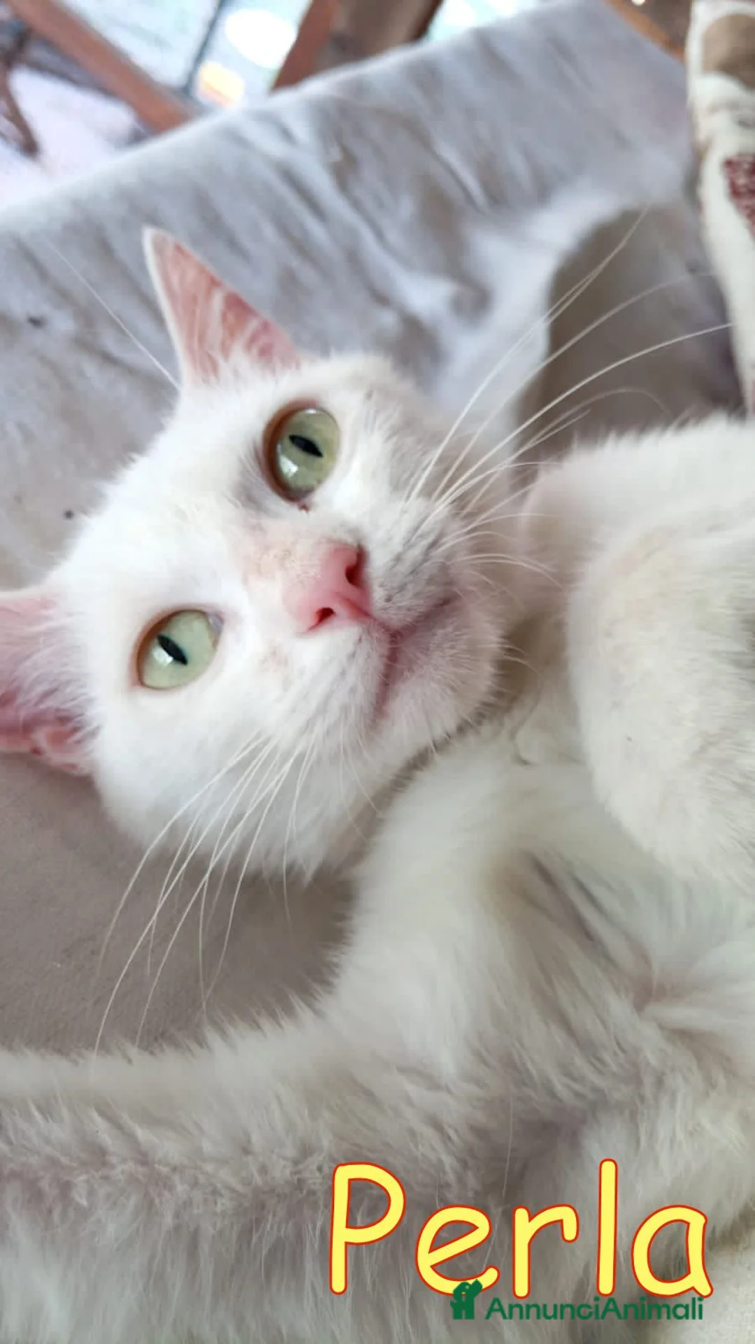 Altre razze gatti in regalo: PERLA GATTINA BIANCA DOLCISSIMA - Annuncio 1