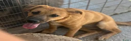 Meticcio cani in regalo: Charlotte tenera cucciola simil pastorina malinois - Annuncio 3