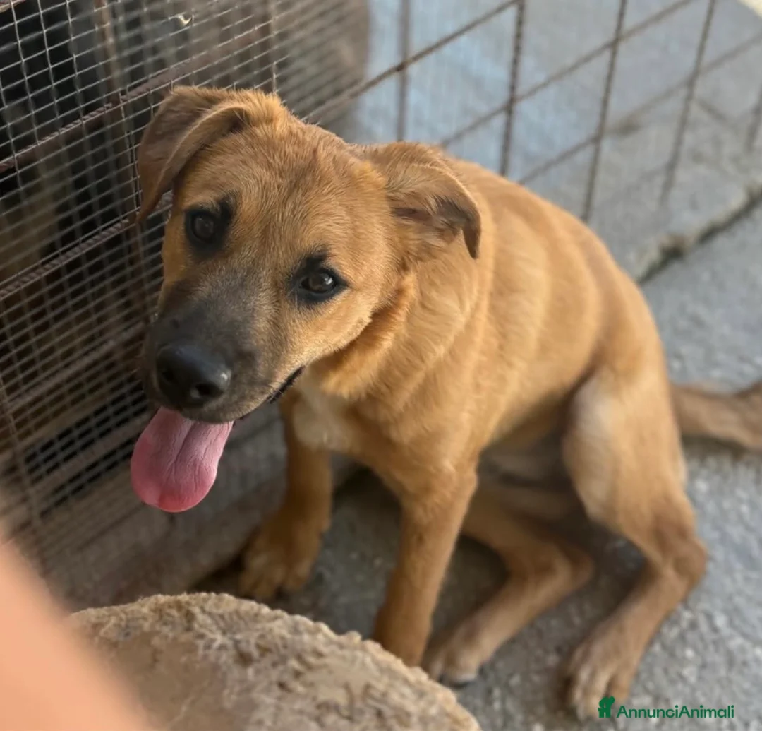 Meticcio cani in regalo: Charlotte tenera cucciola simil pastorina malinois - Annuncio 3