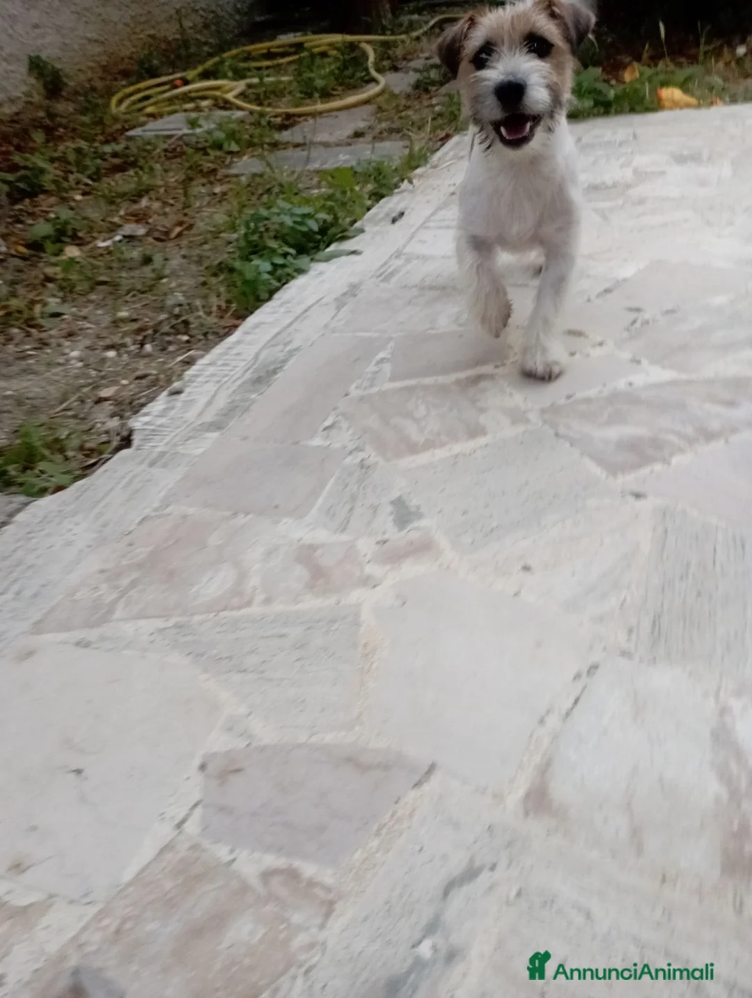 Jack Russell cani per accoppiamento: jack russell maschio per accoppiamento - Annuncio 3