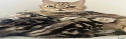 Scottish gatti in vendita: Scottish-fold  - Annuncio 2