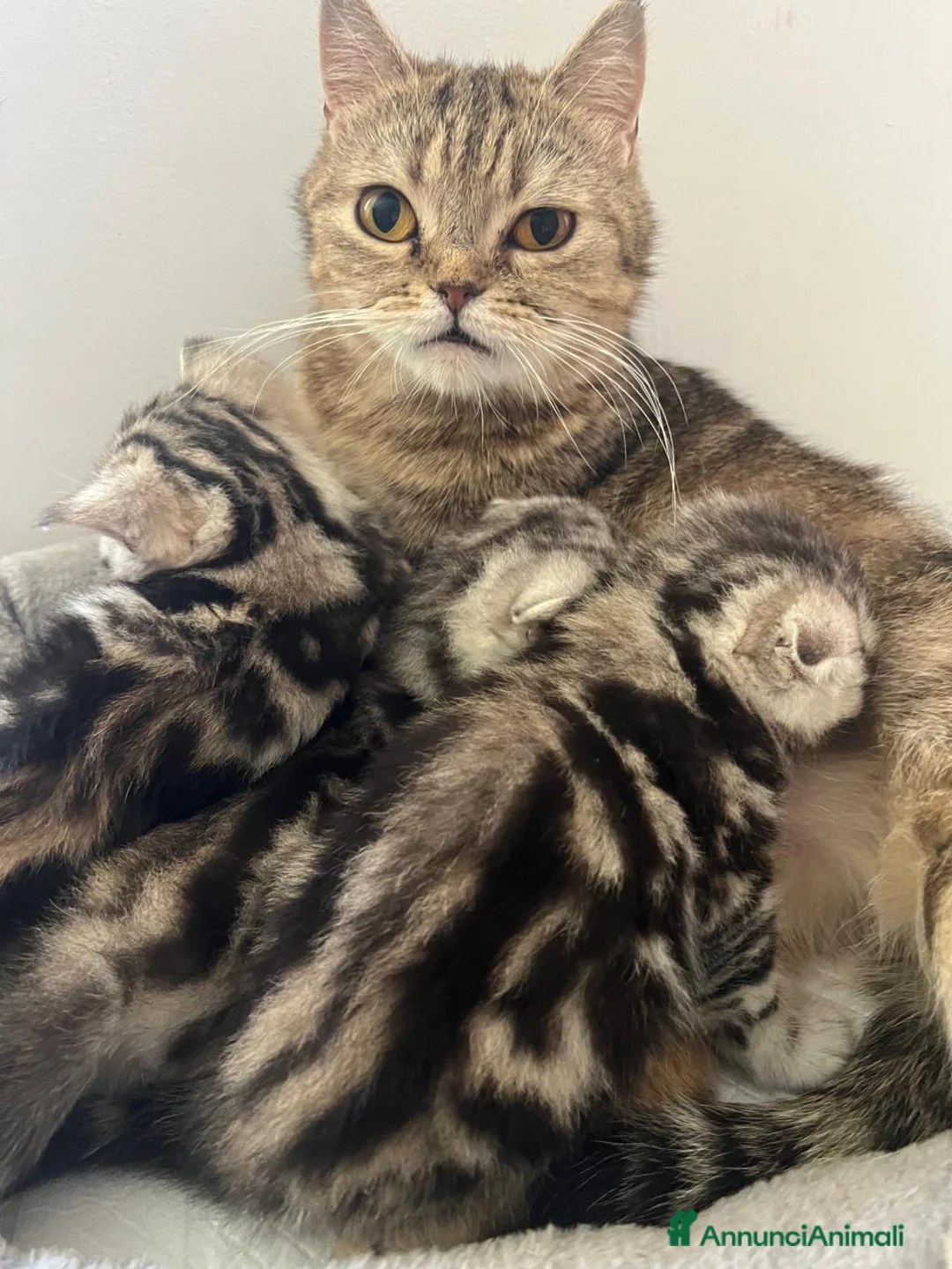 Scottish gatti in vendita: Scottish-fold  - Annuncio 2