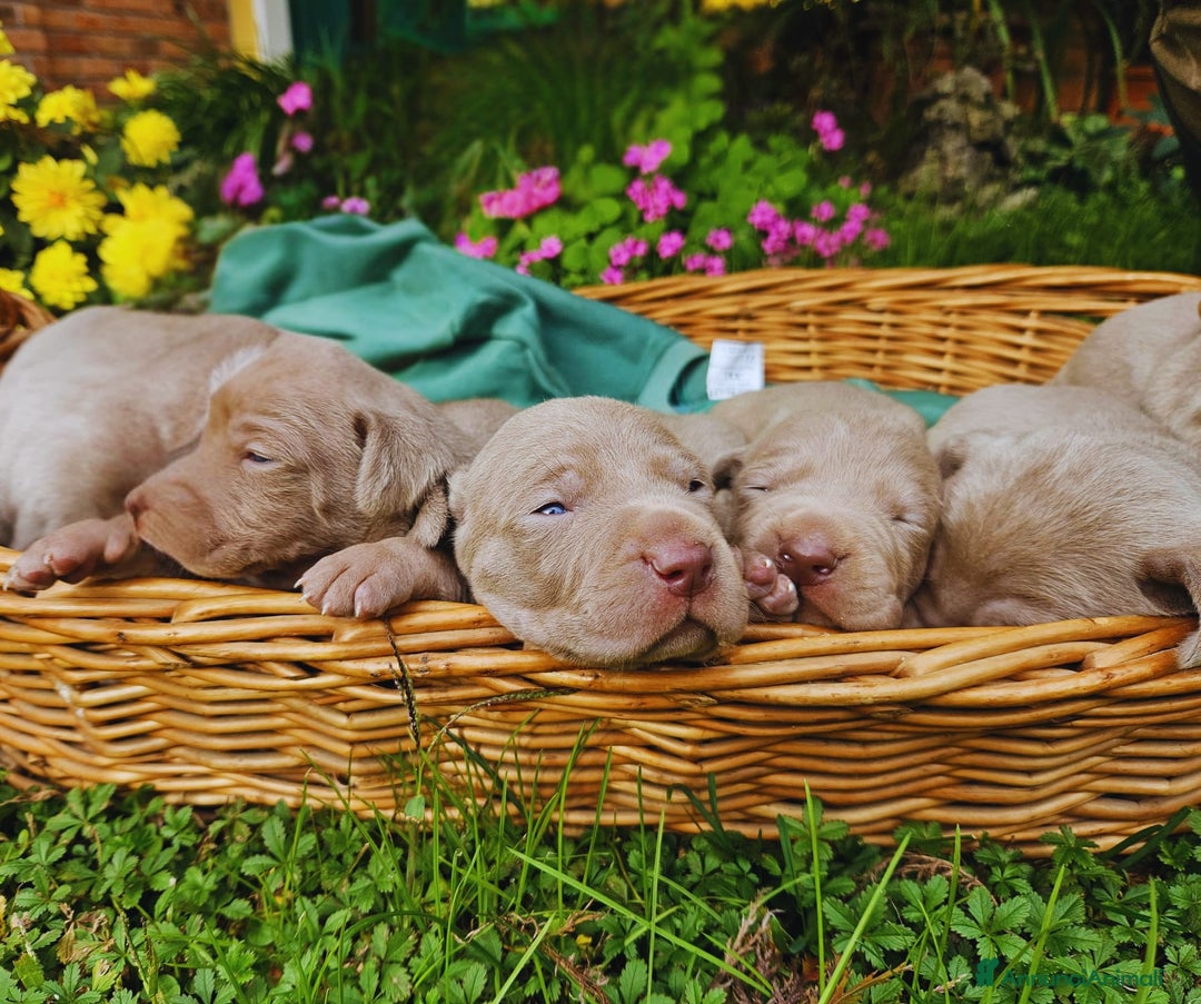 Weimaraner cani in vendita: Cuccioli di Weimaraner  - Annuncio 5