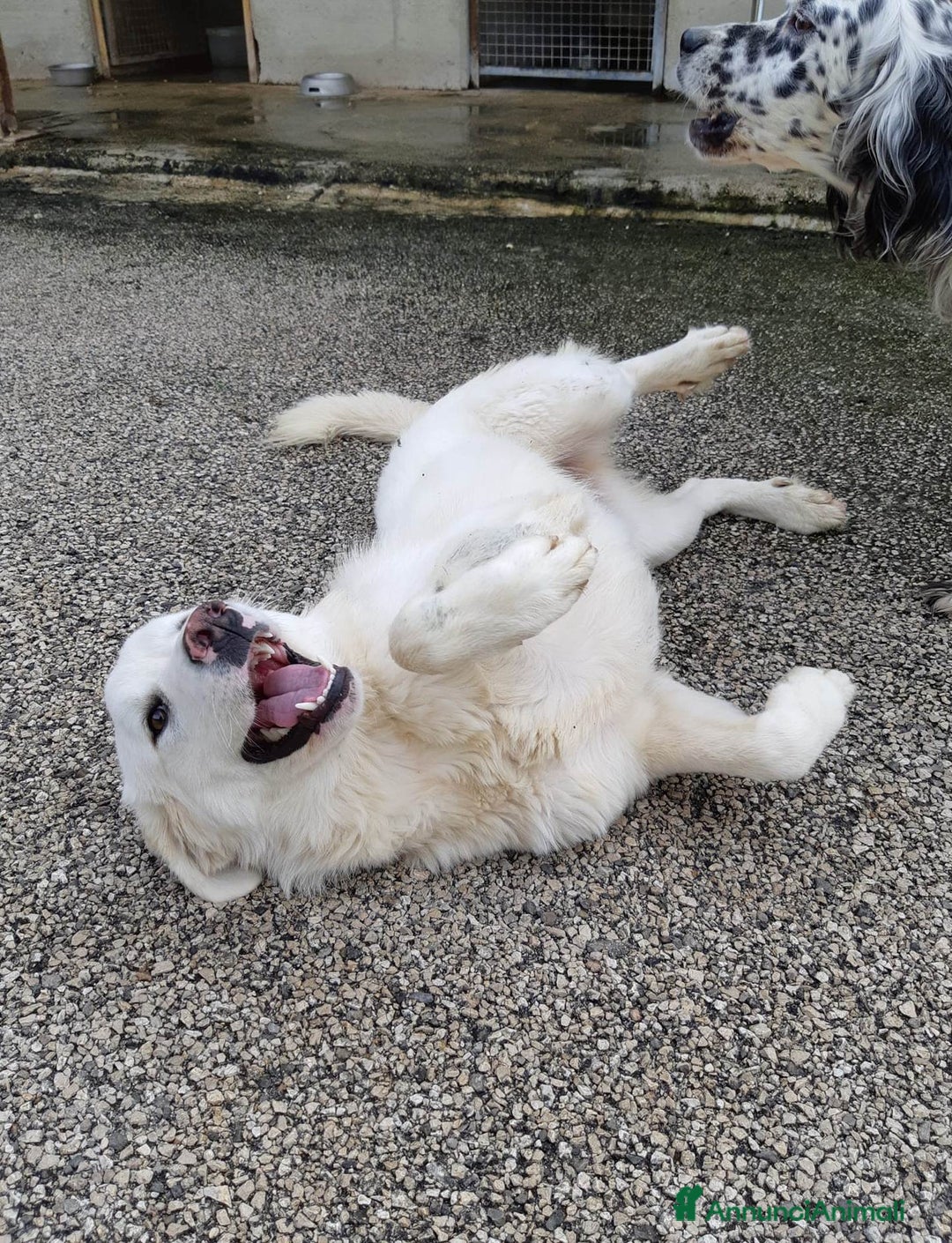 Meticcio cani in regalo: MEREDITH, cucciolona infinitamente dolce - Annuncio 5