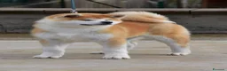 Akita Inu cani in vendita: Cucciolo Akita inu (Top Selection) a Città metropolitana di Roma Capitale - Annuncio 18