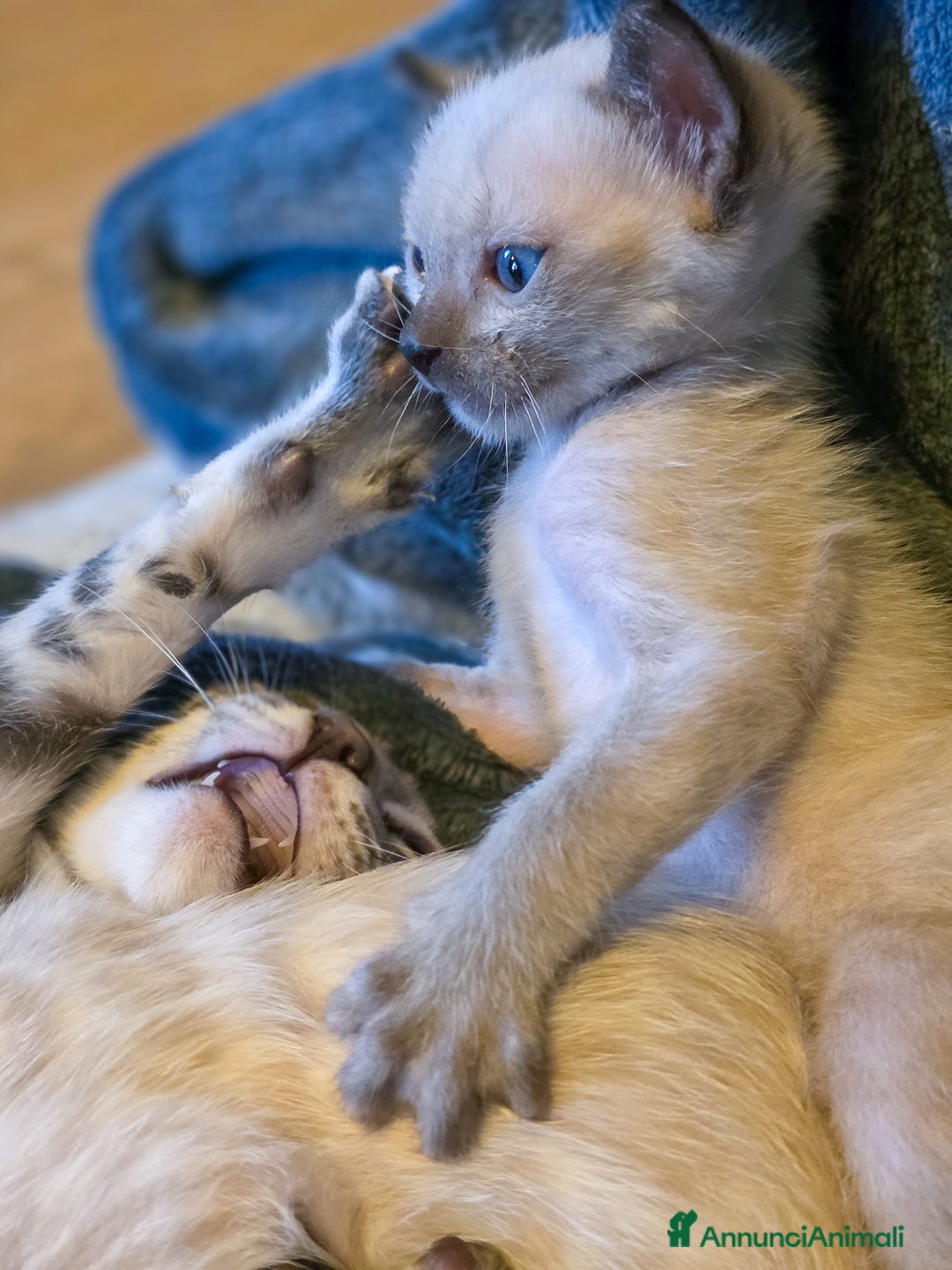 Bengala gatti in vendita: Cucciolo maschio gatto bengala  - Annuncio 14