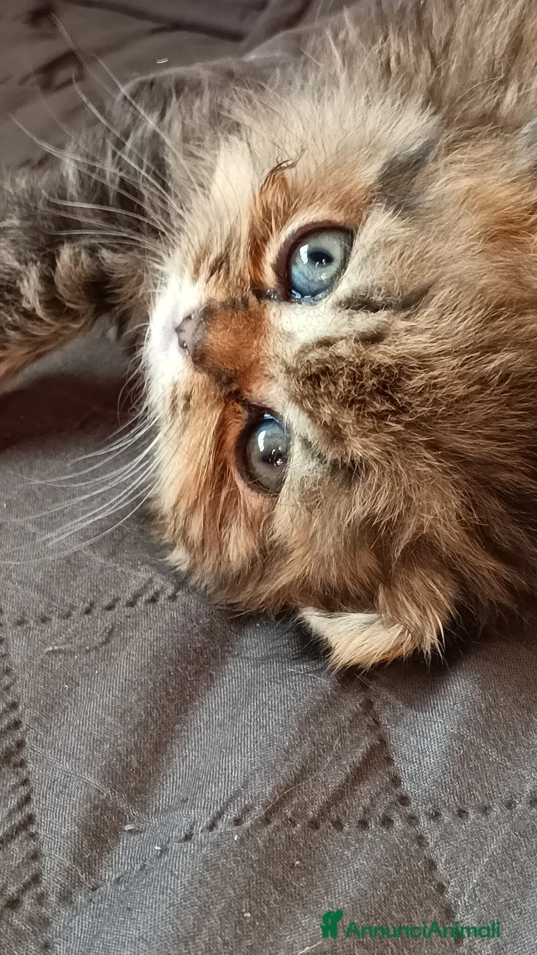 British gatti in vendita: Cuccioli British con pedigree a Provincia di Bergamo - Annuncio 8