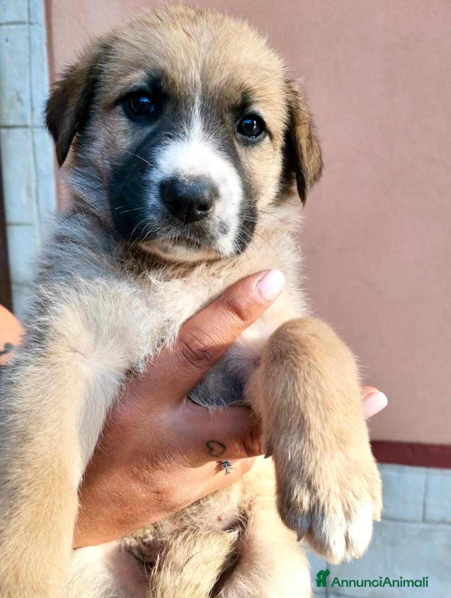 Meticcio cani Cuccioli 2 mesi incrocio pastore tedesco  - Annuncio 1