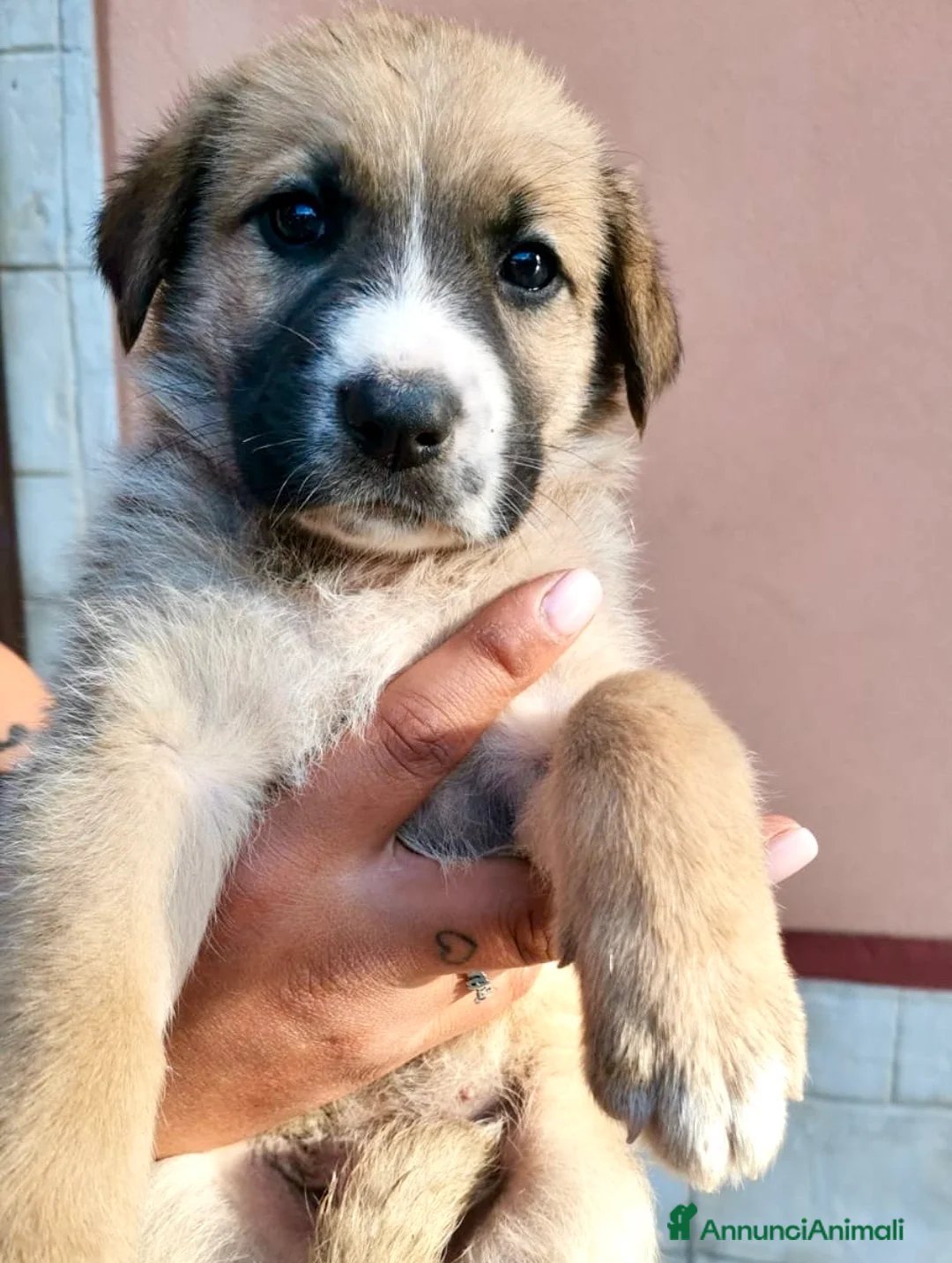 Meticcio cani in regalo: Cuccioli 2 mesi incrocio pastore tedesco  - Annuncio 1