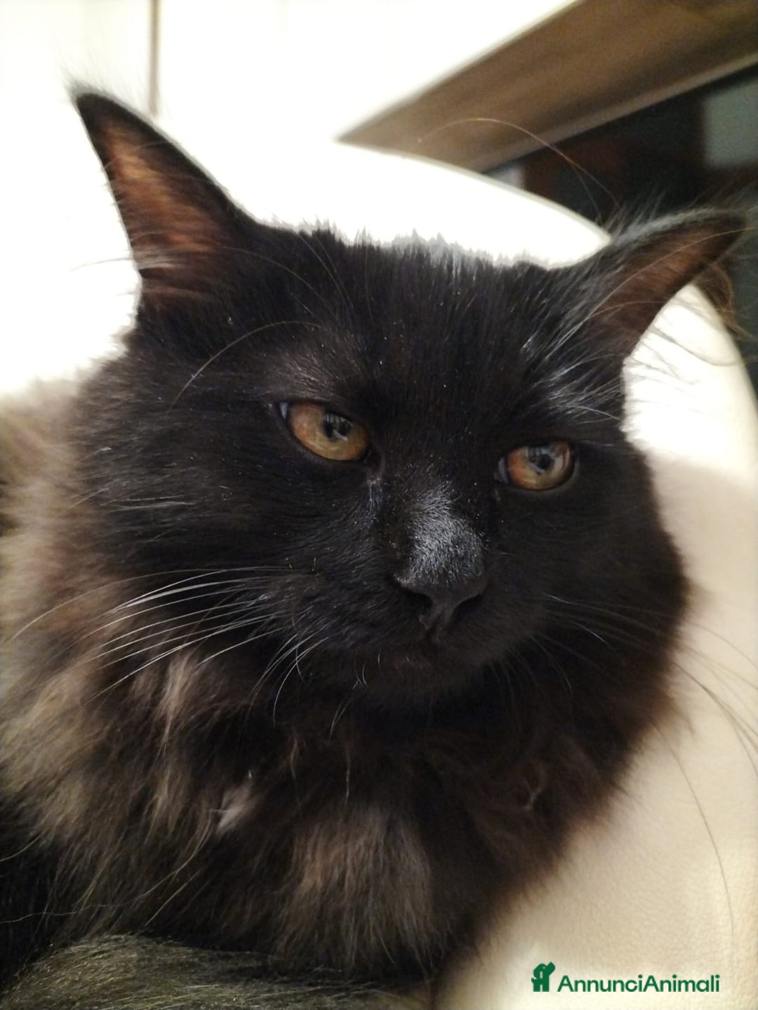 Siberiano gatti in vendita: Cuccioli gatto siberiano ipoallergenici  - Annuncio 4