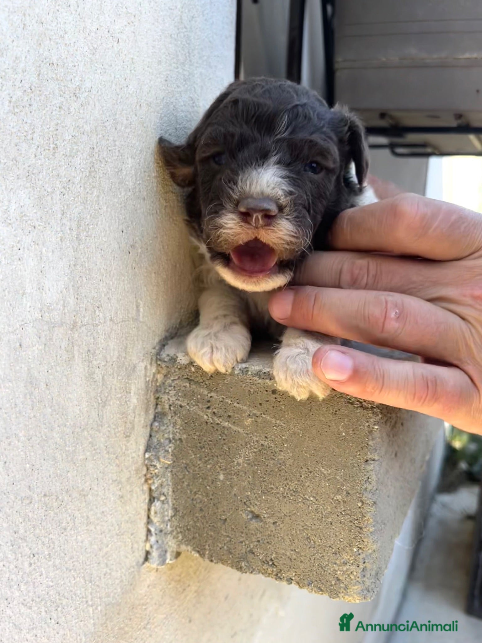 Lagotto cani CUCCIOLI DI LAGOTTO - Annuncio 5