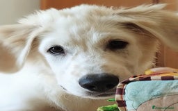 Meticcio cani in regalo: Kobe in adozione a Provincia di Taranto - Immagine 2