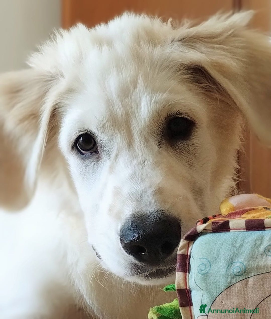 Meticcio cani in regalo: Kobe in adozione a Provincia di Taranto - Immagine 2