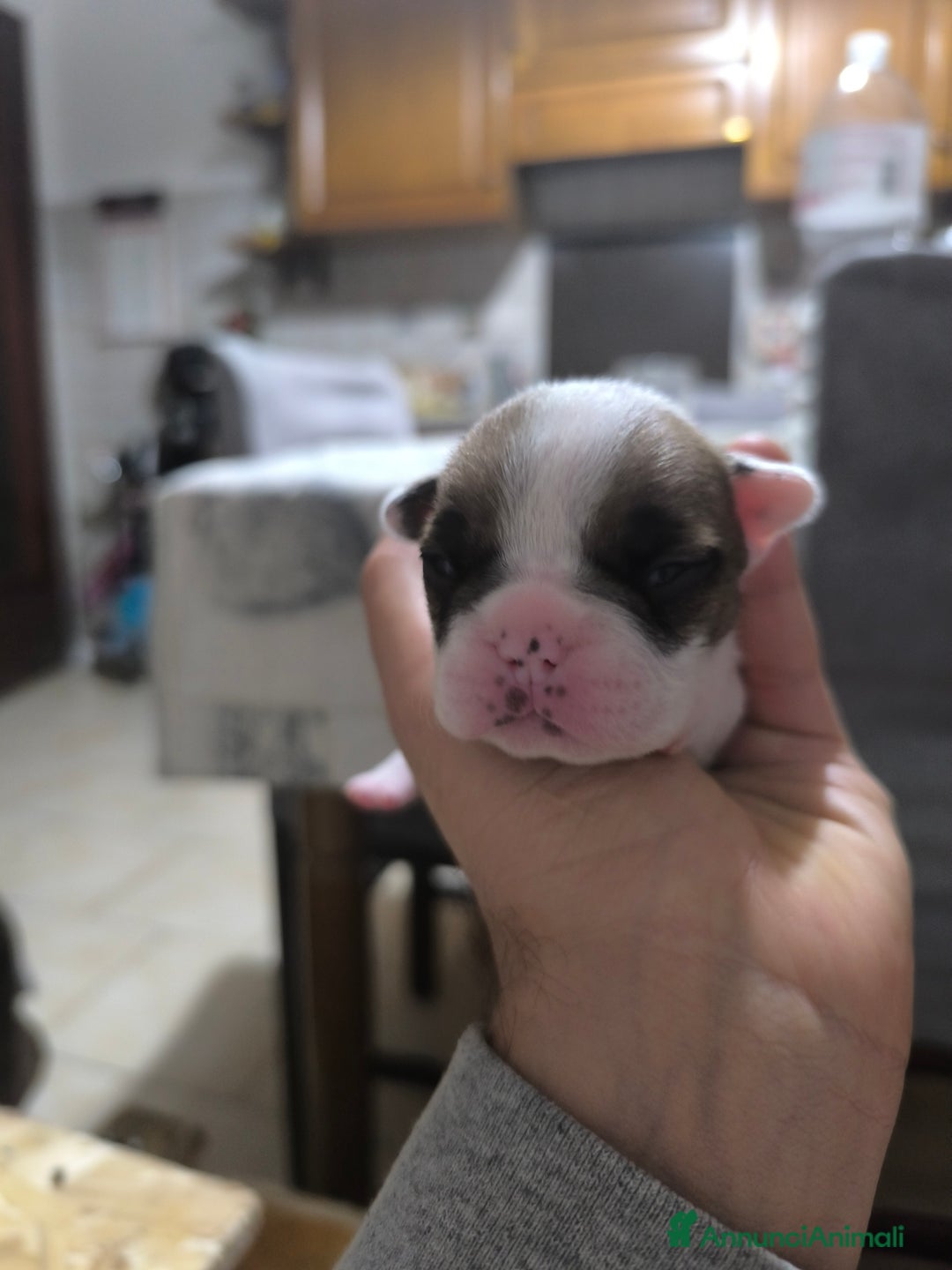 Bulldog Francese cani in vendita: Bulldog francese  - Annuncio 2