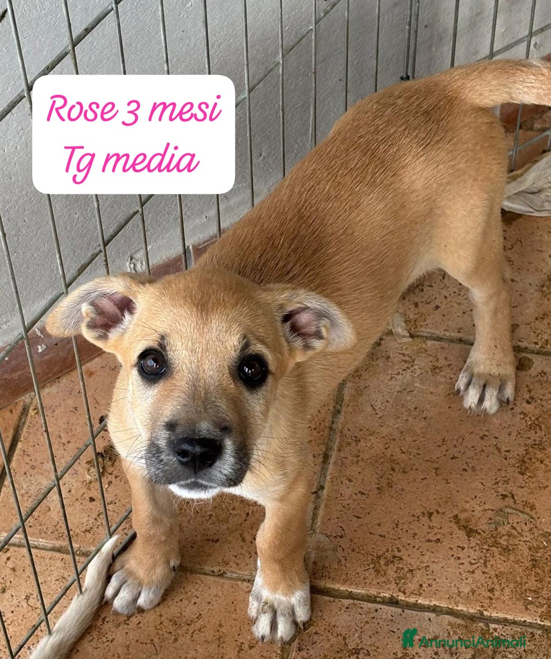 Meticcio cani in regalo: Adotta un cucciolo invisibile  - Annuncio 10