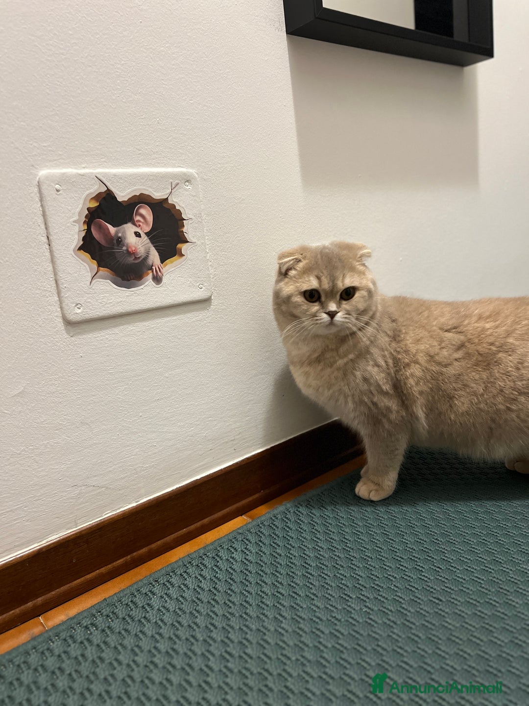 Scottish gatti in vendita: Scottish  - Annuncio 2