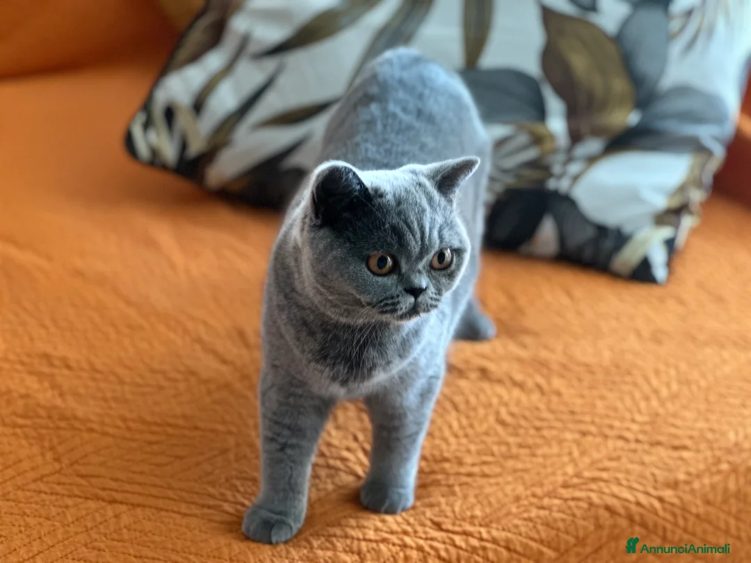 Immagine della galleria {{count}}