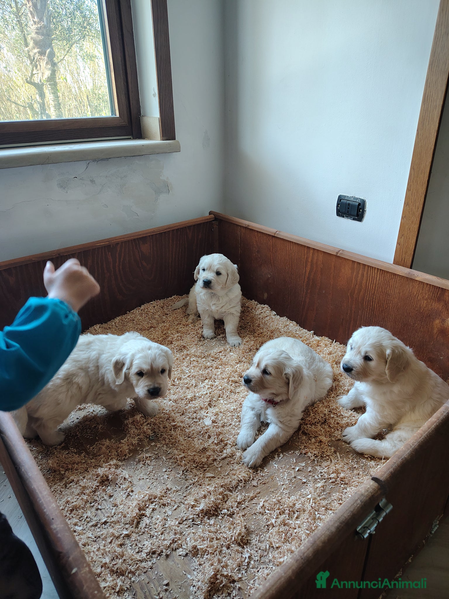 Golden Retriever cani Cucciolata di Golden Retriever - Annuncio 1