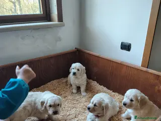 Golden Retriever cani Cucciolata di Golden Retriever - Annuncio 1