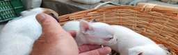 Chihuahua cani in vendita: Chihuahua toy a Libero consorzio comunale di Siracusa - Annuncio 9