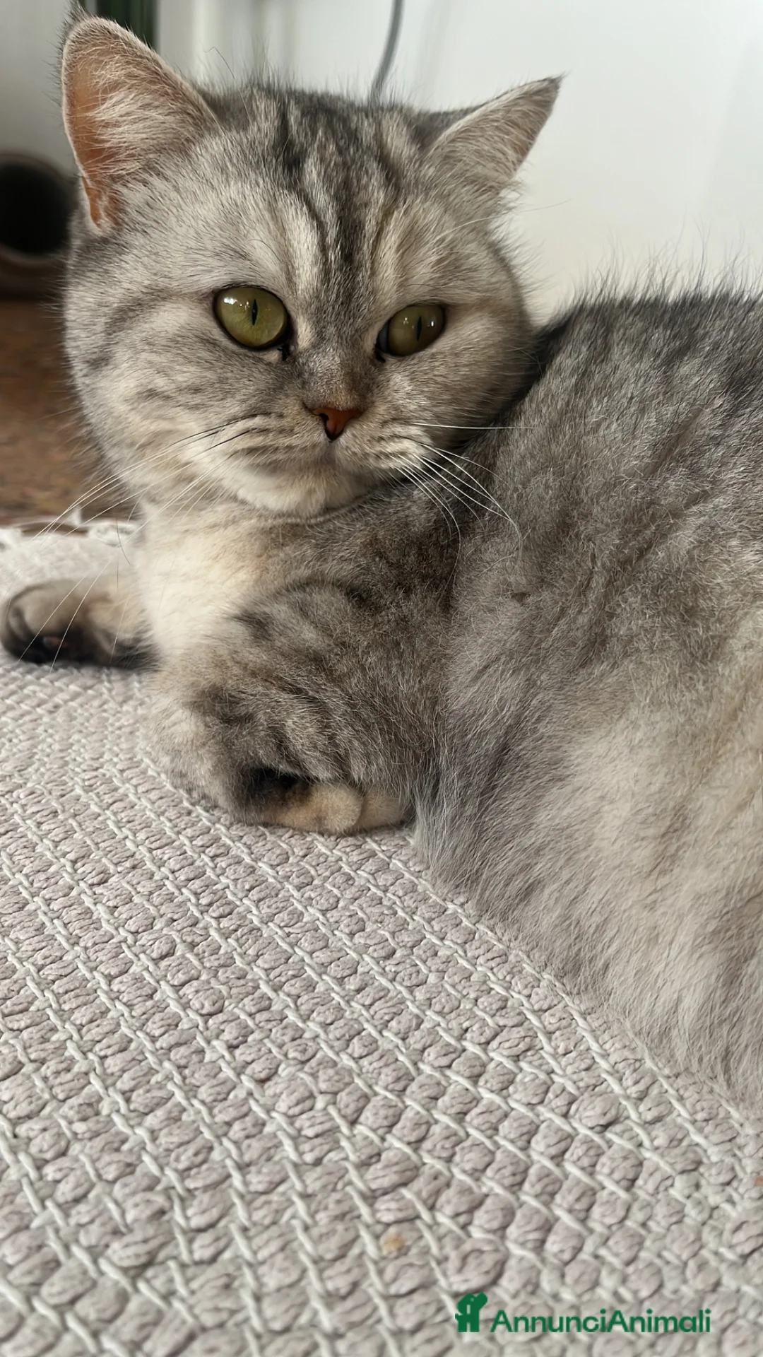 Immagine della galleria {{count}}