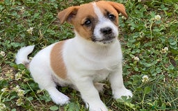 Jack Russell cani in vendita: Jack Russell pelo ruvido due mesi maschio a Città metropolitana di Milano - Immagine 9