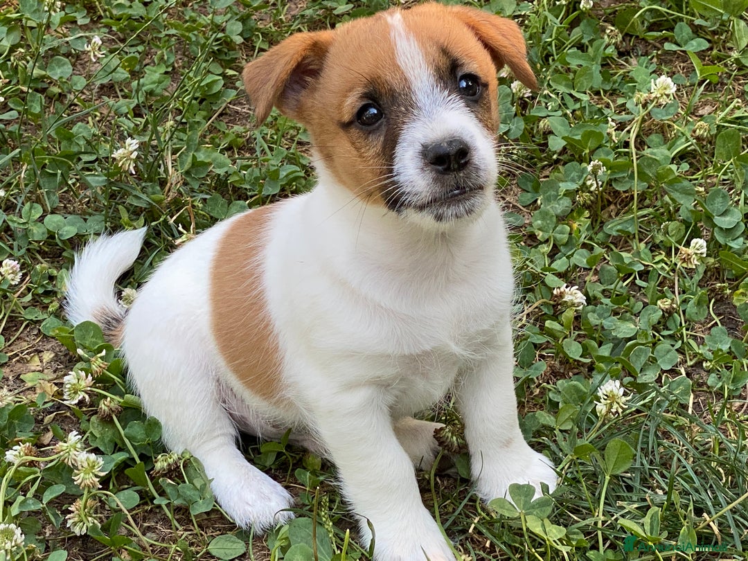 Jack Russell cani in vendita: Jack Russell pelo ruvido due mesi maschio a Città metropolitana di Milano - Immagine 9