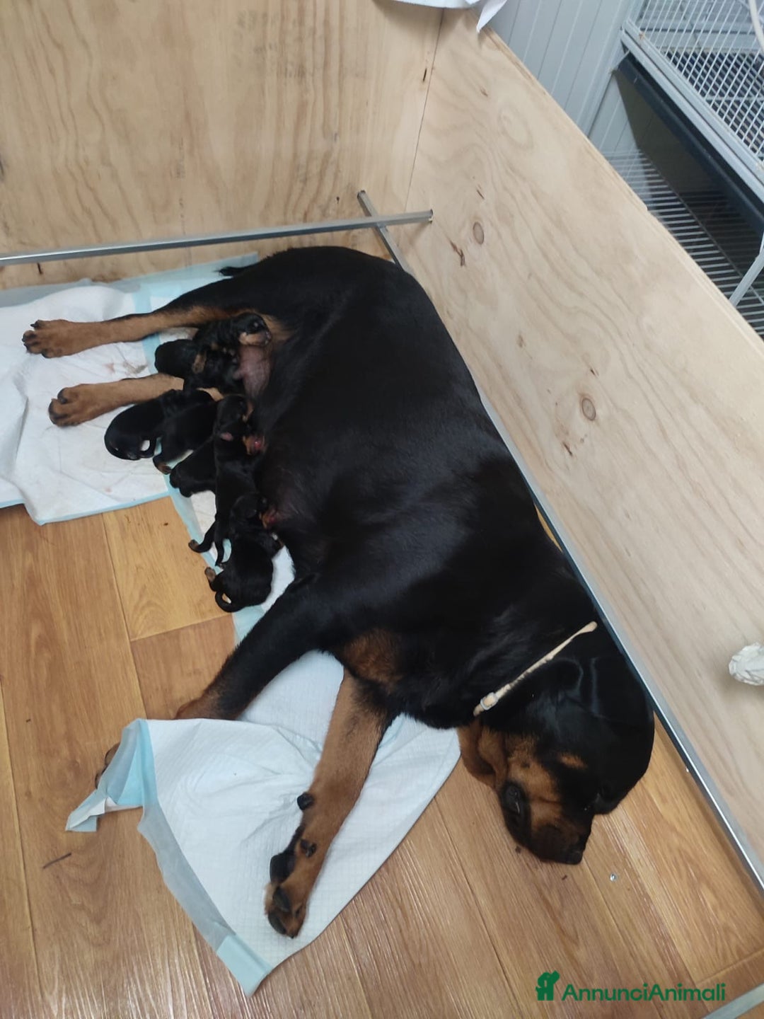 Rottweiler cani in vendita: Cuccioli di Rottweiler  - Annuncio 7