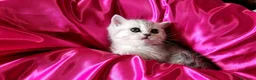 British gatti in vendita: British stupenda con KIT REGALO - Annuncio 3