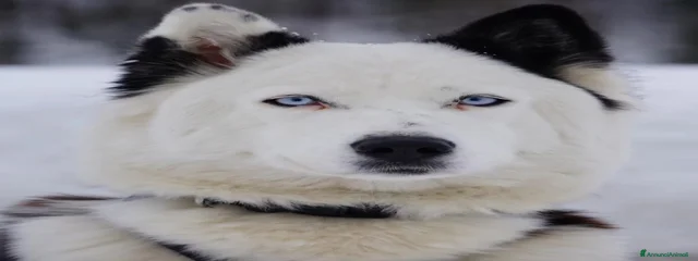 Zheya