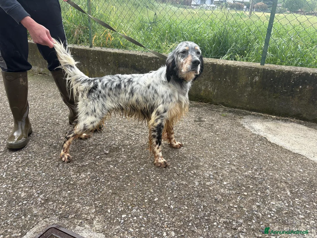 Setter Inglese cani in vendita: Cedo setter inglese di 2 anni - Annuncio 1