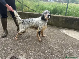 Setter Inglese cani Cedo setter inglese di 2 anni - Annuncio 1