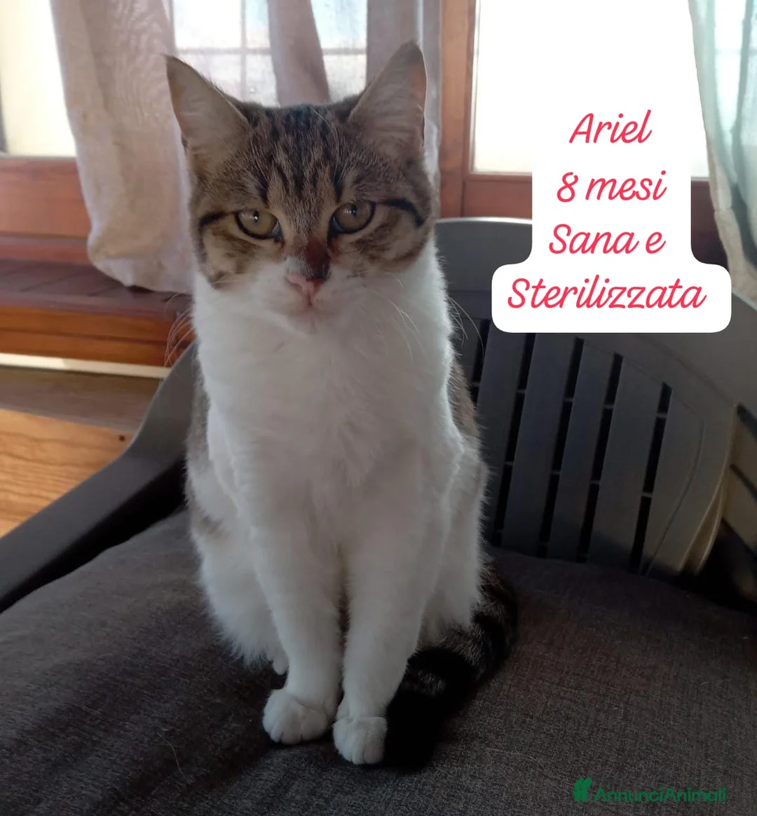 Altre razze gatti in regalo: Famiglie cercasi urgentemente x questi gattini  - Annuncio 5