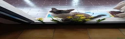 Europeo gatti in regalo: Gattina cerca casa e famiglia amorevole  a Città metropolitana di Milano - Annuncio 3