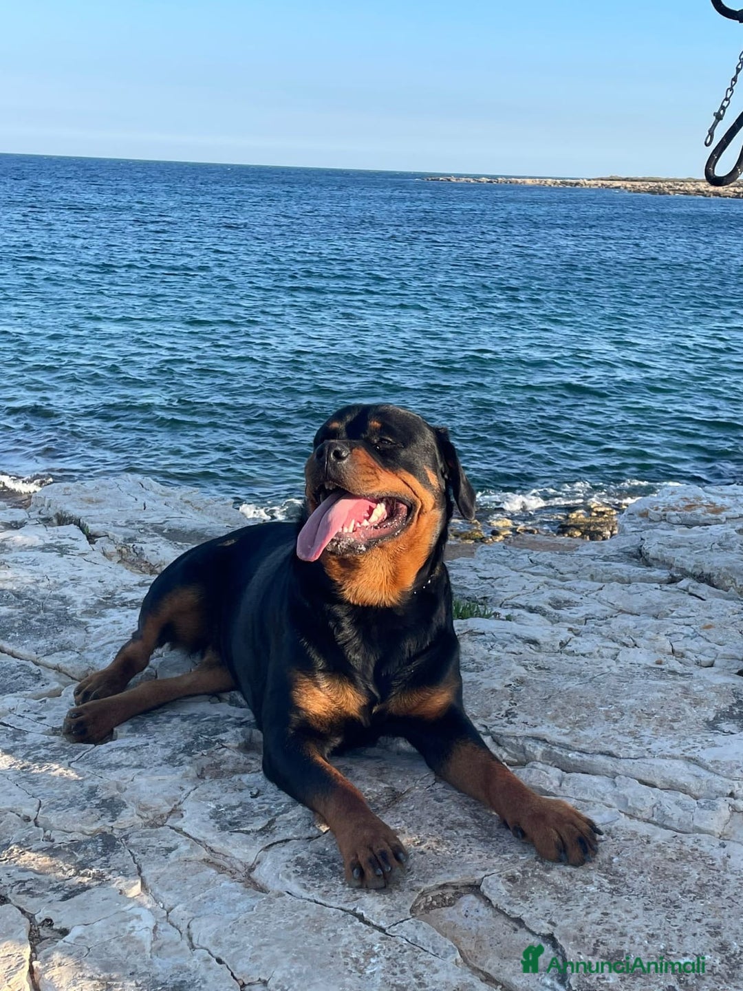 Rottweiler cani in vendita: Cuccioli di Rottweiler  - Annuncio 6