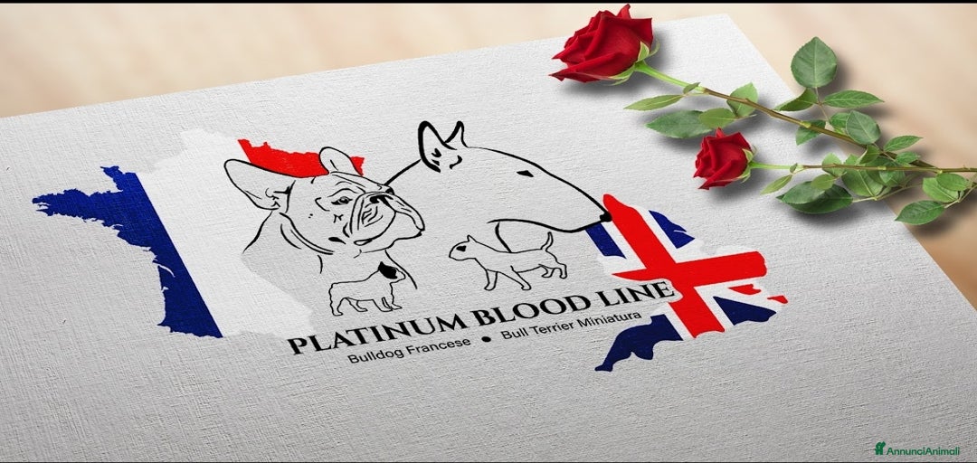 Immagine della galleria {{count}}