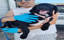 Meticcio cani in regalo: Giusy, cucciolona dolcissima e affettuosissima a Provincia di Modena - Immagine 4