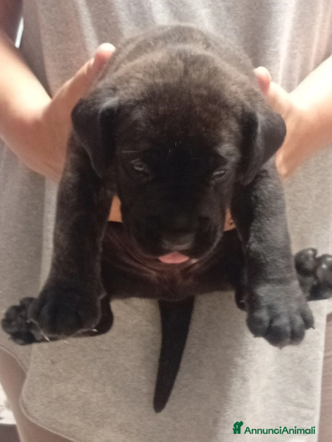 Presa Canario cani in vendita: Presa canario  - Annuncio 2