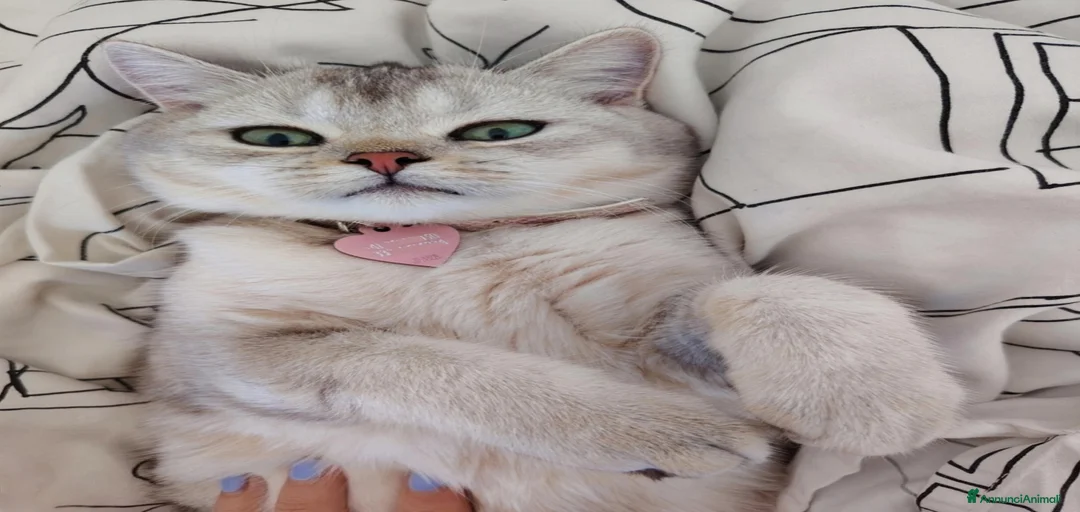 Immagine della galleria {{count}}